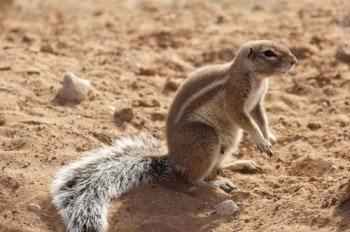 Капская земляная белка на песке