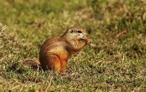 Капская земляная белка в траве