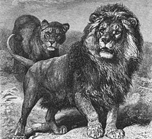 Капский лев