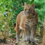 koshka-temminka-ili-aziatskaya-zolotaya-koshka