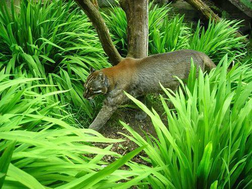 koshka-temminka-ili-aziatskaya-zolotaya-koshka-sredi-zelenoj-rastitelnosti