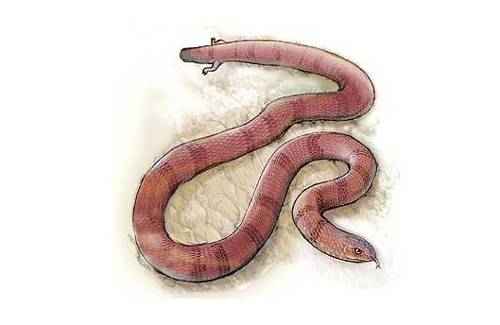 nayash-najash-rionegrina