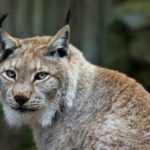 obyknovennaya-rys-krupnym-planom