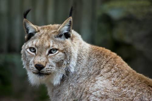 obyknovennaya-rys-krupnym-planom