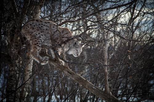 obyknovennaya-rys-na-dereve