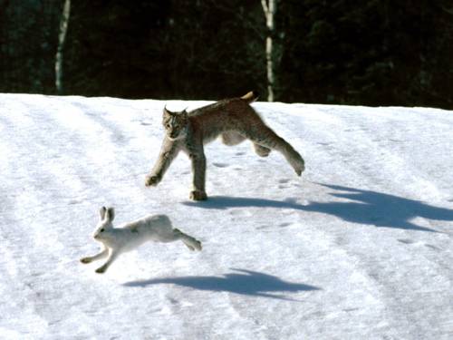 obyknovennaya-rys-ohota-na-zajtsa