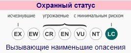 obyknovennaya-rys-ohrannyj-status