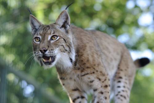Животный мир Свердловской области - список, характеристика и фото