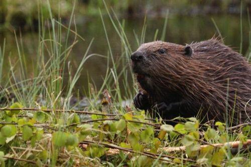 obyknovennyj-ili-evrazijskij-bobr