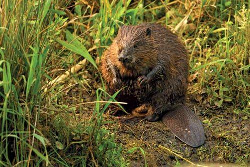obyknovennyj-ili-evrazijskij-ili-rechnoj-bobr