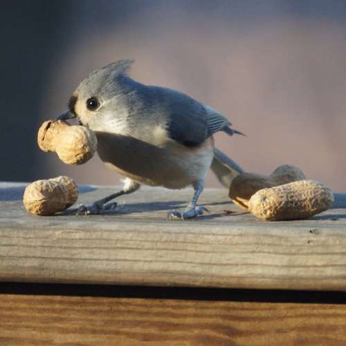 Острохохлая синица клюет арахис