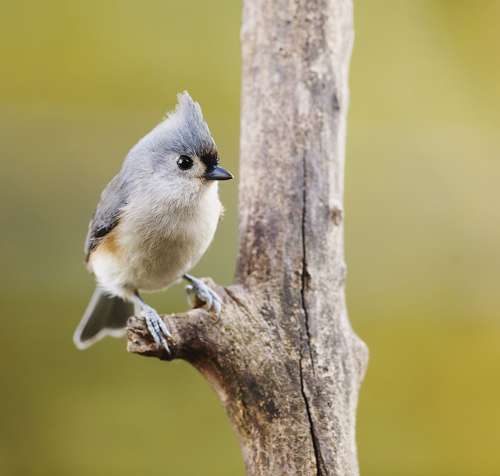 Острохохлая синица на сучке