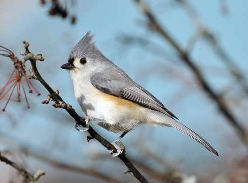 Острохохлая синица на веточке