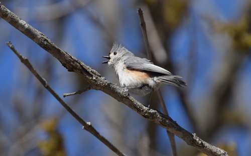 Острохохлая синица - певчая птичка