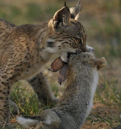 pirenejskaya-rys-c-zajtsem-v-zubah