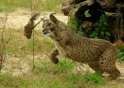 pirenejskaya-rys-igraet-ptentsom