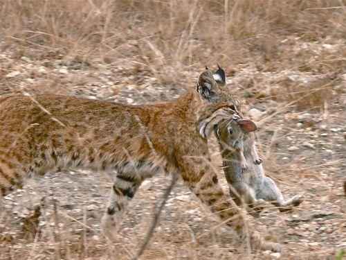 ryzhaya-ili-krasnaya-rys-s-krolikom-v-zubah