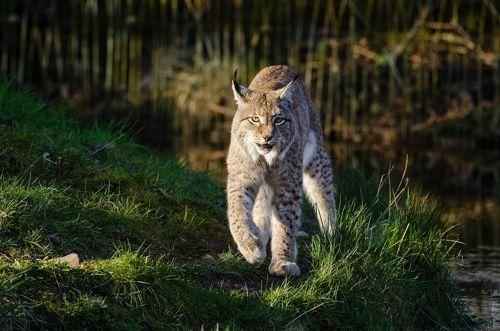 ryzhaya-ili-krasnaya-rys-vid-speredi