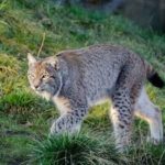 ryzhaya-ili-krasnaya-rys-vo-vremya-progulki