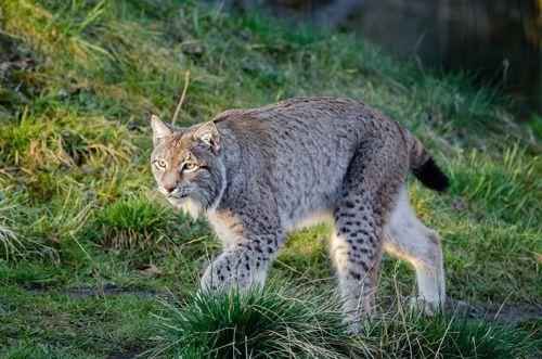 ryzhaya-ili-krasnaya-rys-vo-vremya-progulki