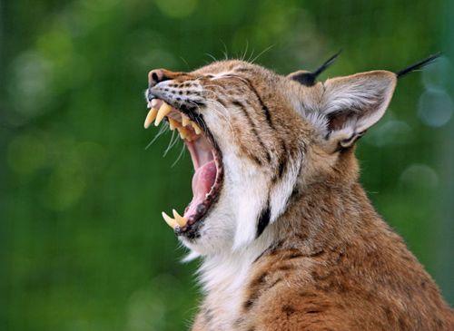 ryzhaya-rys-s-otkrytoj-pastyu