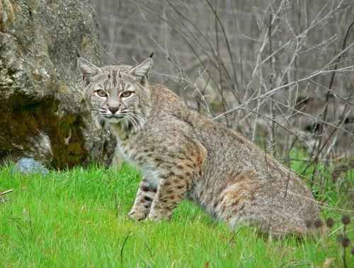 ryzhaya-rys-v-zelenoj-travke