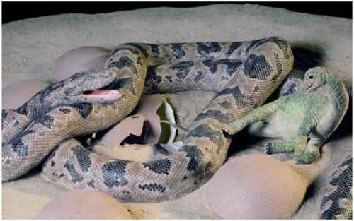 sanaeh-sanajeh-indicus