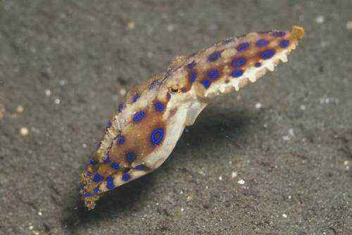 sinekolchatyj-osminog