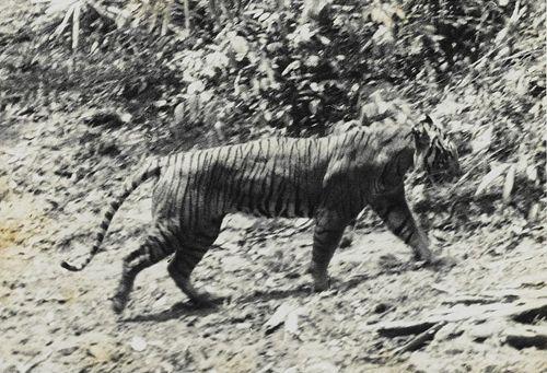 Яванский тигр