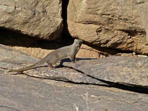 yuzhnoafrikanskij-mangust-na-kamnyah
