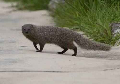 yuzhnoafrikanskij-mangust-perebegaet-dorogu