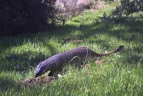 yuzhnoafrikanskij-mangust-roet-zemlyu