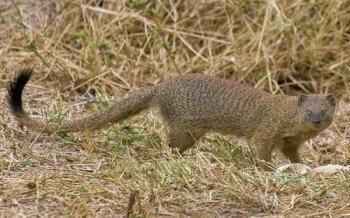 yuzhnoafrikanskij-mangust-v-suhoj-trave