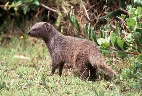 yuzhnoafrikanskij-mangust-v-zaroslyah