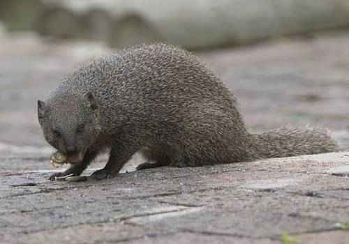 yuzhnoafrikanskij-mangust-vo-vremya-edy