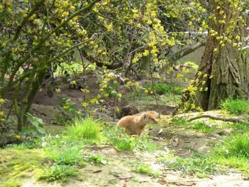Жёлтый мангуст в поисках пищи