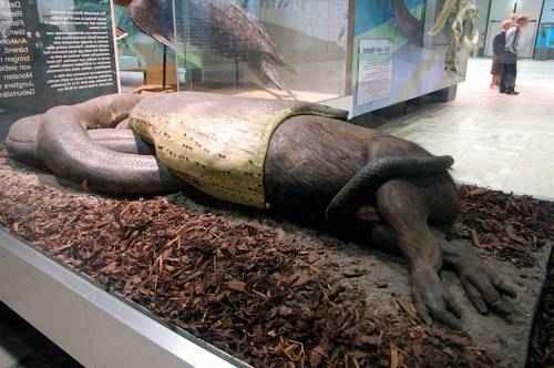 анаконда заглатывает добычу