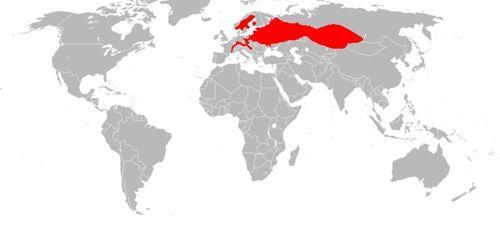 areal-obitaniya-obyknovennogo-bobra-na-karte