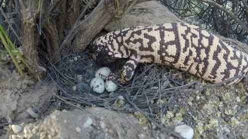 аризонский ядозуб ест яйца птиц