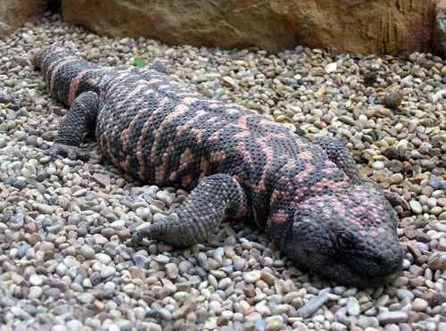 аризонский ядозуб на гальке