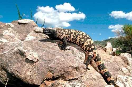 аризонский ядозуб на камне