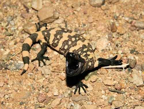 аризонский ядозуб с открой пастью