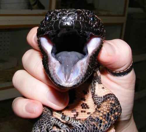 аризонский ядозуб в руках человека