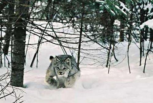 ataka-kanadskoj-rysi