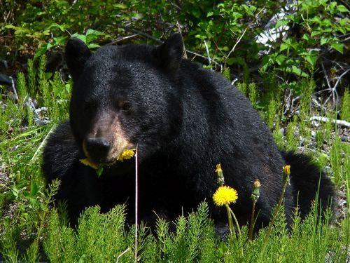 baribal-est-oduvanchiki