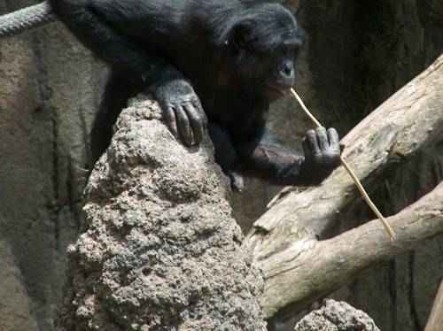 bezyana-dostaet-muravev-palochkoj