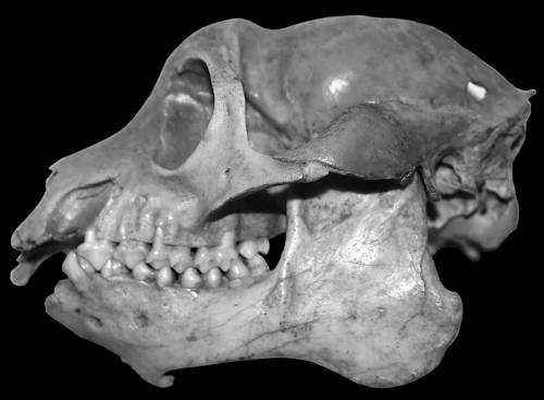 cherep-mlekopitayushhego