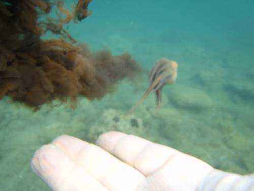 chernila-osminoga-v-vode