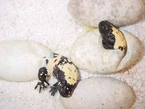 детеныши аризонского ядозуба вылупляются из яиц