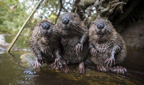 detenyshi-obyknovennogo-bobra